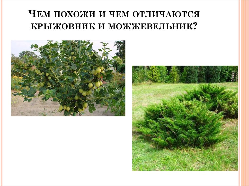 Чем похожи и чем отличаются крыжовник и можжевельник?