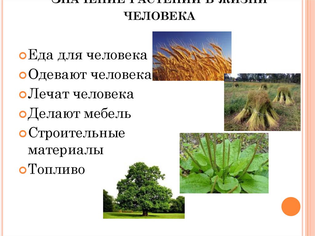 Значение растений в жизни человека