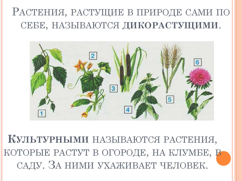Растения, растущие в природе сами по себе, называются дикорастущими.
