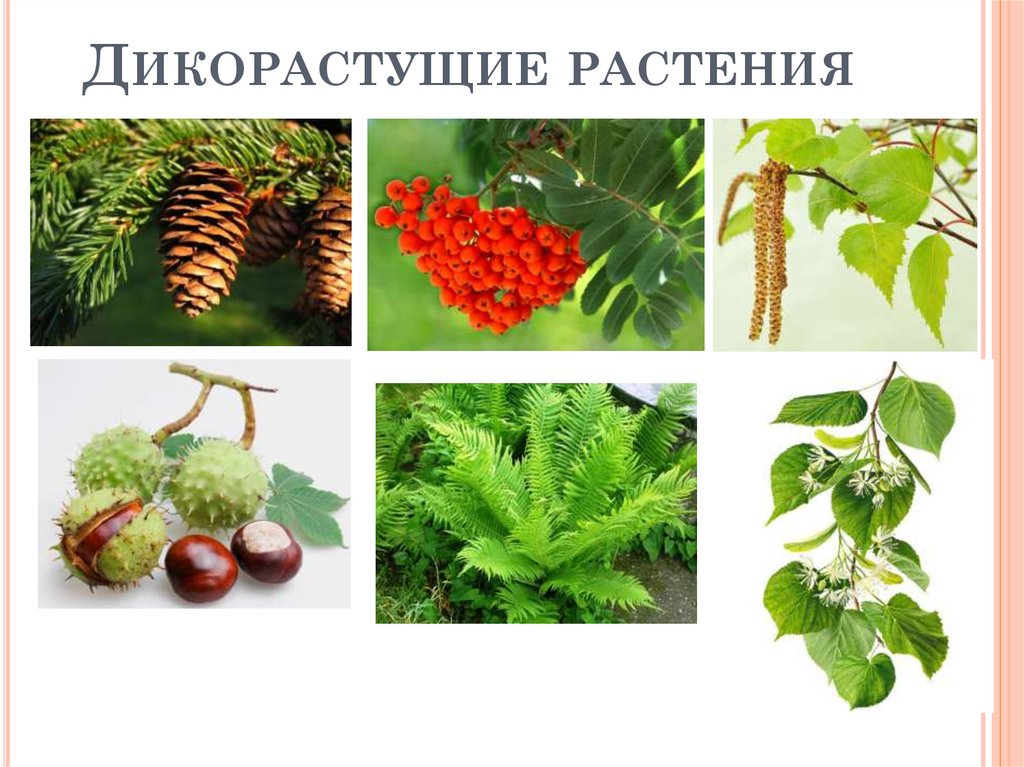 Дикорастущие растения