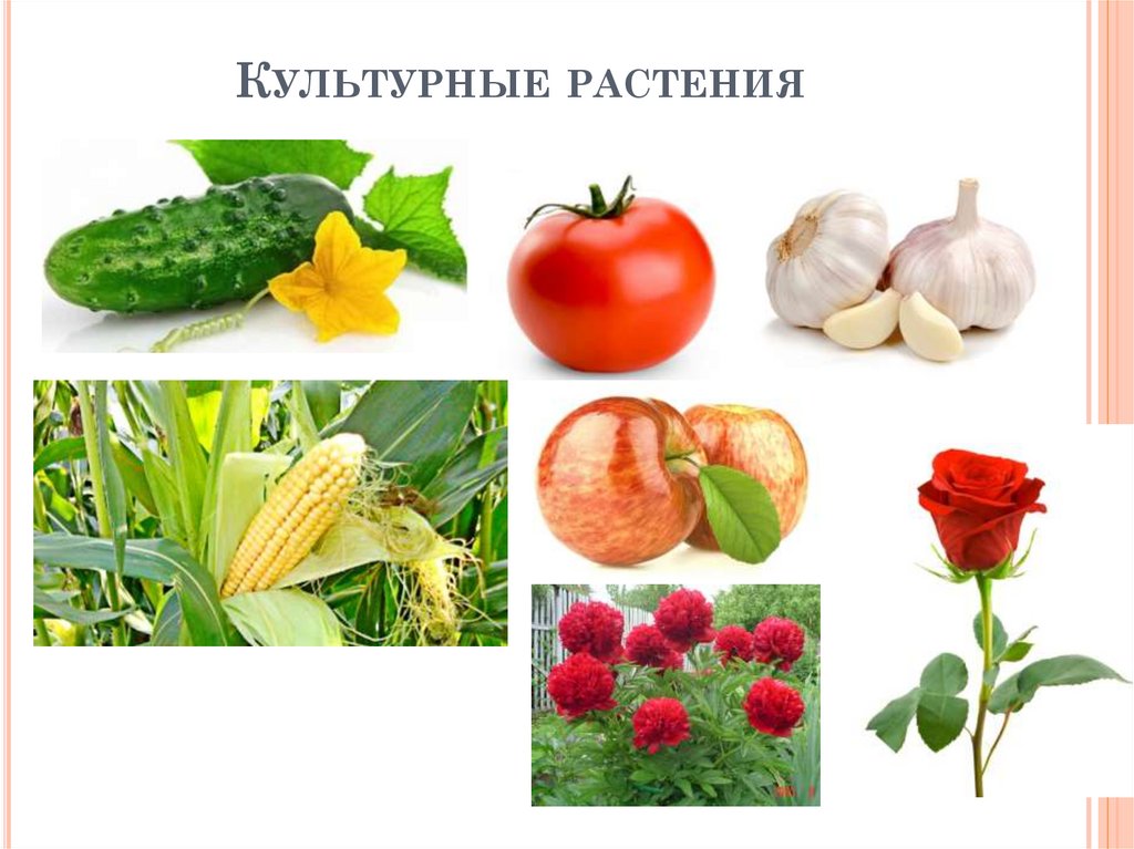 Культурные растения