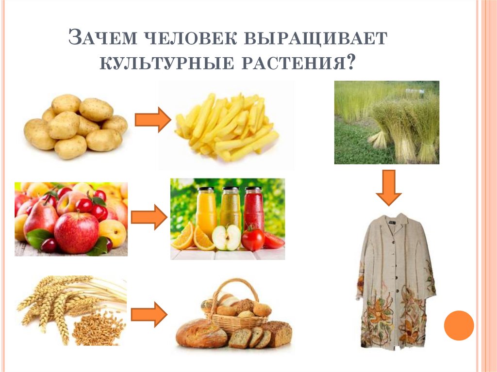 Зачем человек выращивает культурные растения?
