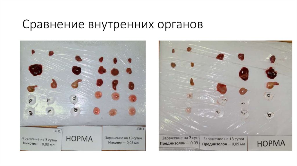 Сравнение внутренних органов