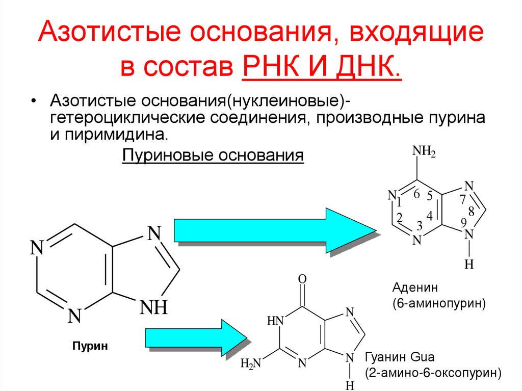 Азотистые основания, входящие в состав РНК И ДНК.
