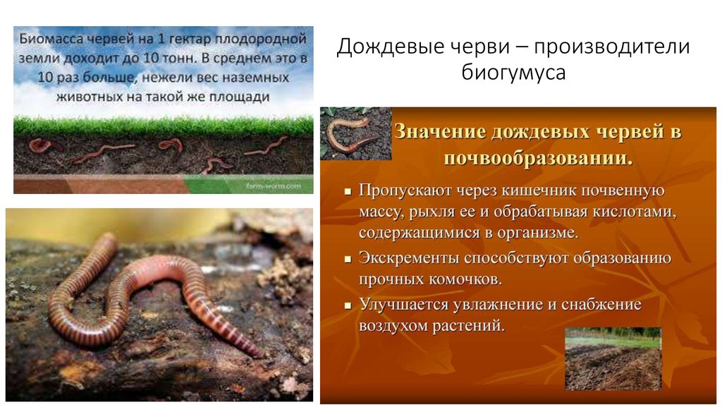 Дождевые черви – производители биогумуса