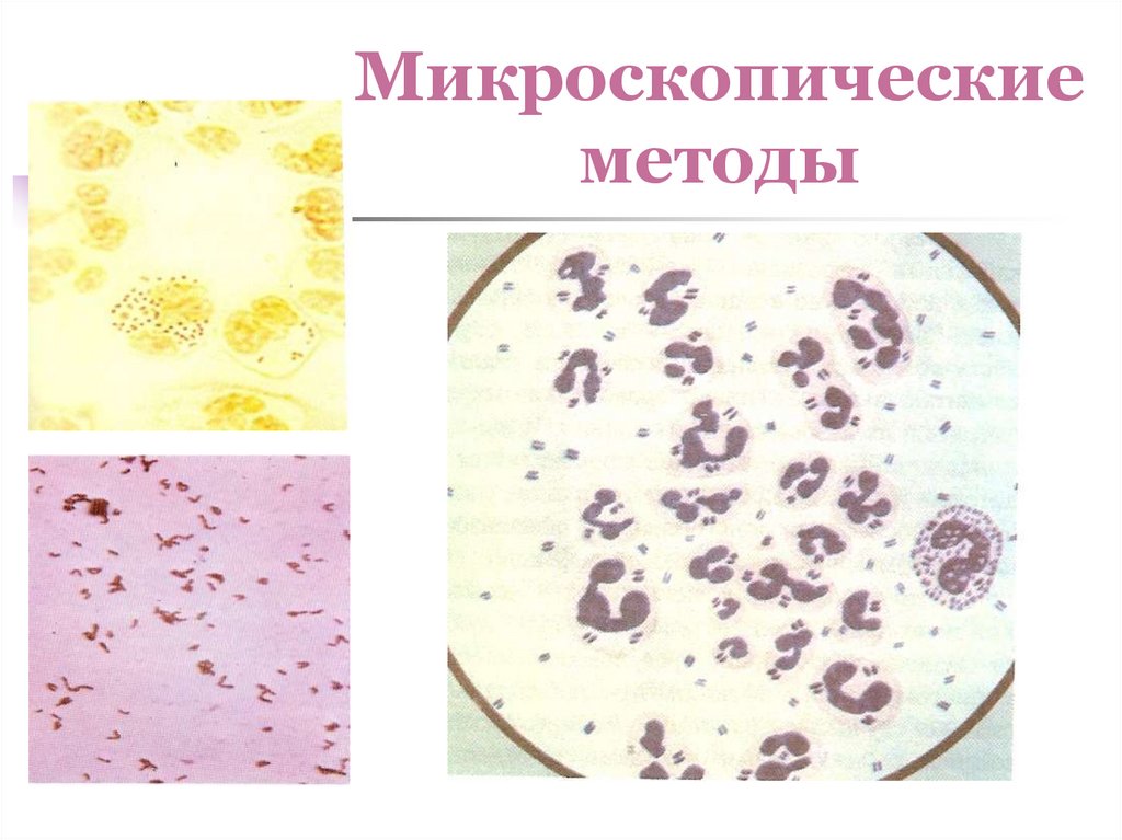 Микроскопические методы