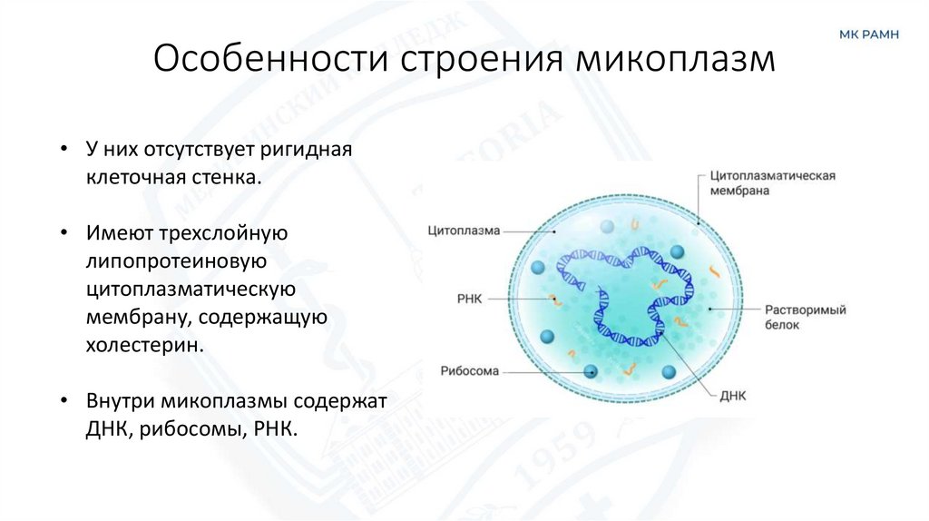 Особенности строения микоплазм