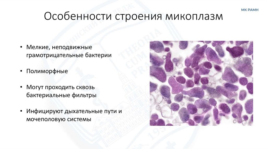 Особенности строения микоплазм
