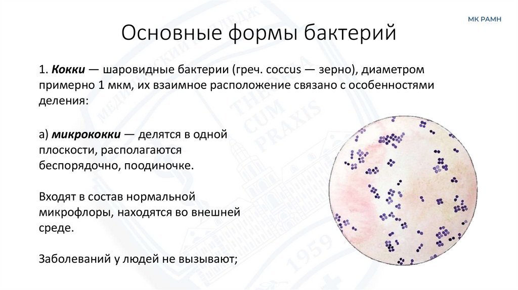 Основные формы бактерий