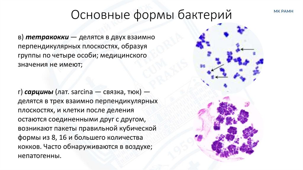 Основные формы бактерий