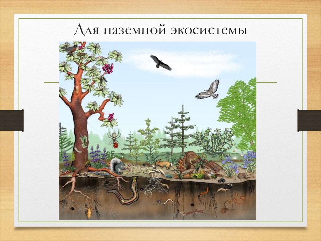 Для наземной экосистемы