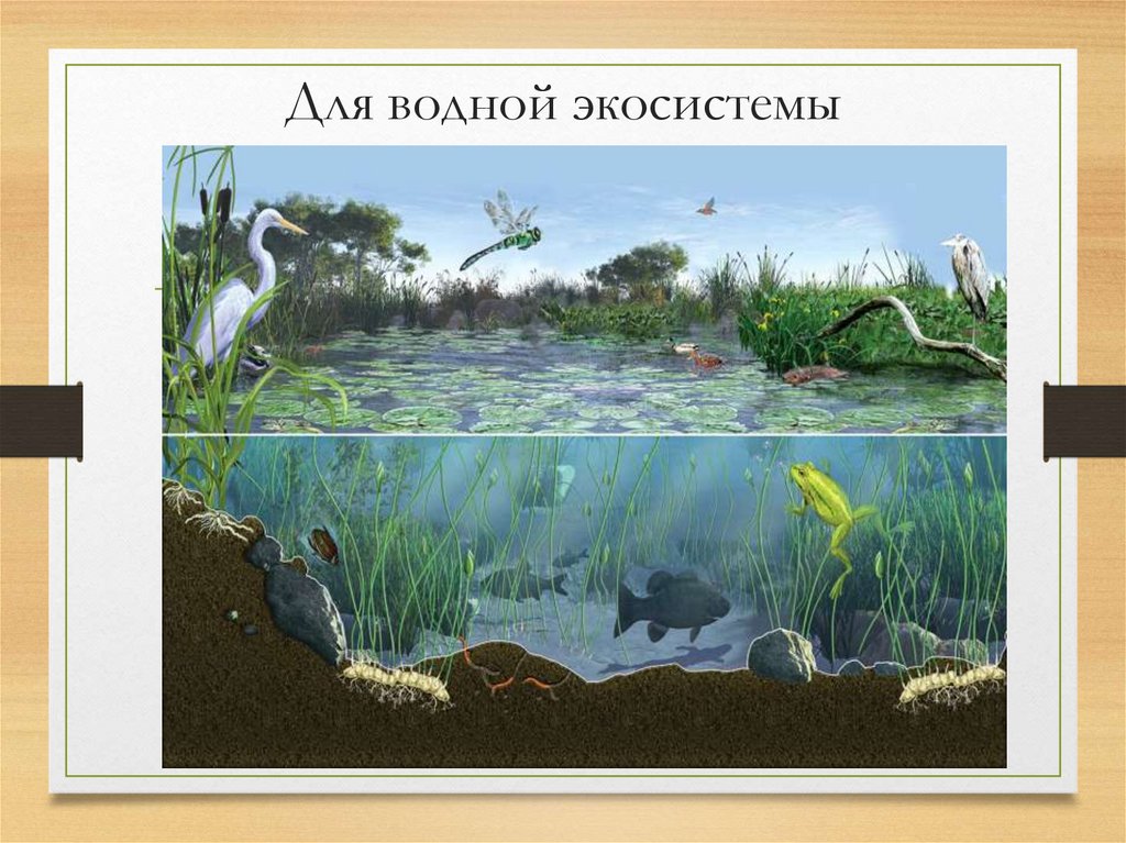 Для водной экосистемы