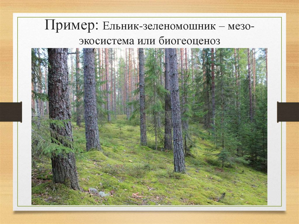 Пример: Ельник-зеленомошник – мезо-экосистема или биогеоценоз