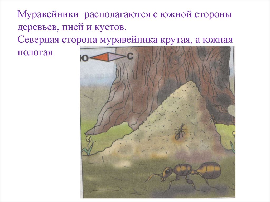 Муравейники располагаются с южной стороны деревьев, пней и кустов. Северная сторона муравейника крутая, а южная пологая. по