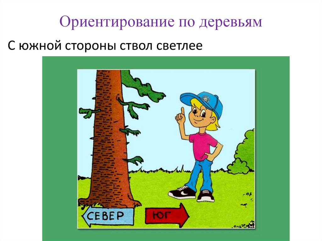 Ориентирование по деревьям