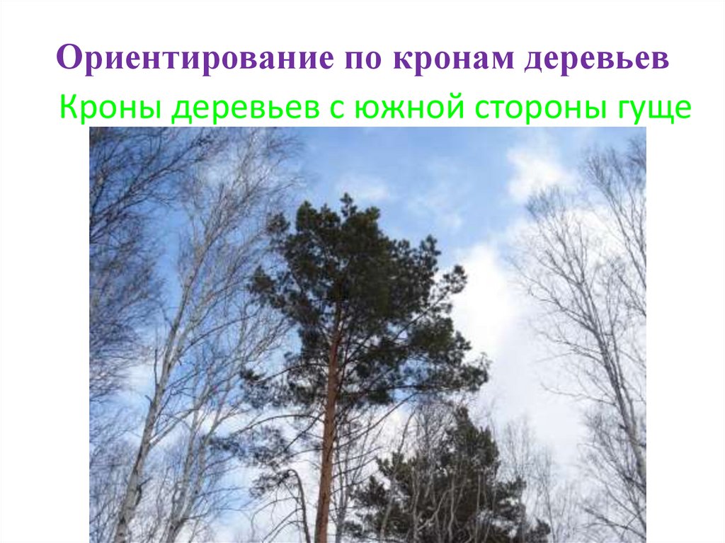 Ориентирование по кронам деревьев