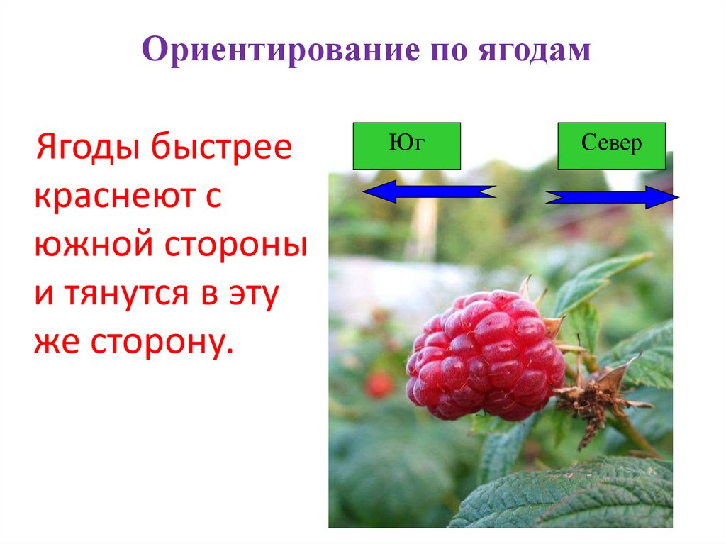 Ориентирование по ягодам