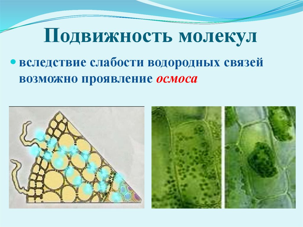 Подвижность молекул