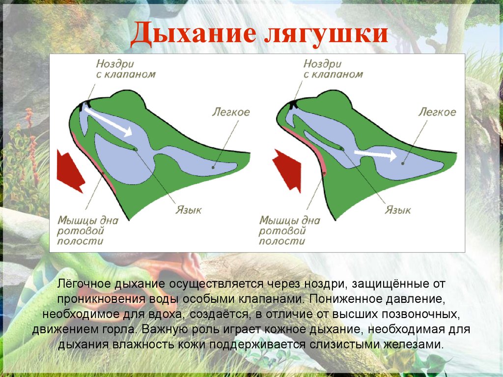 Дыхание лягушки