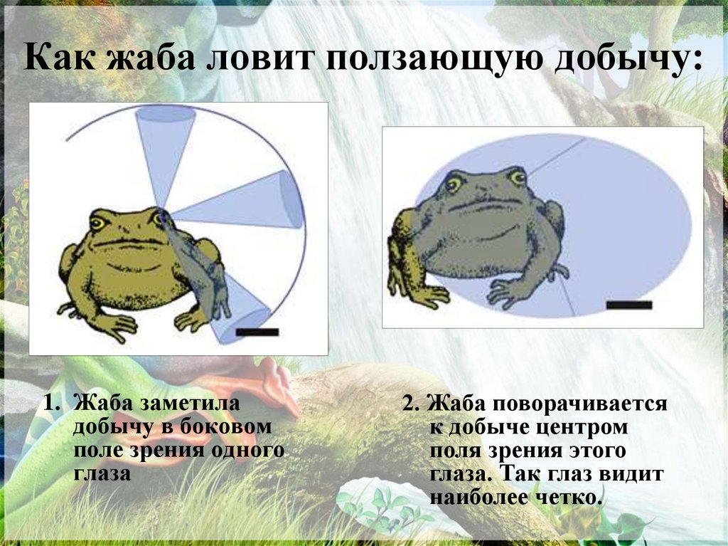 Как жаба ловит ползающую добычу: