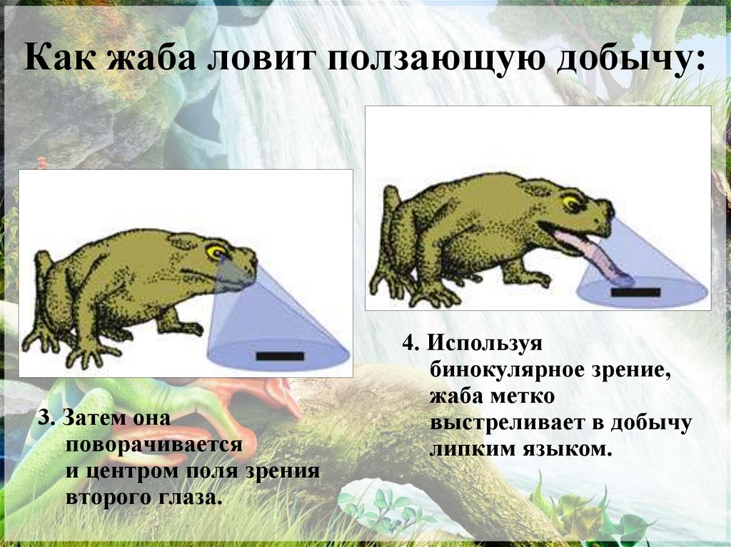 Как жаба ловит ползающую добычу: