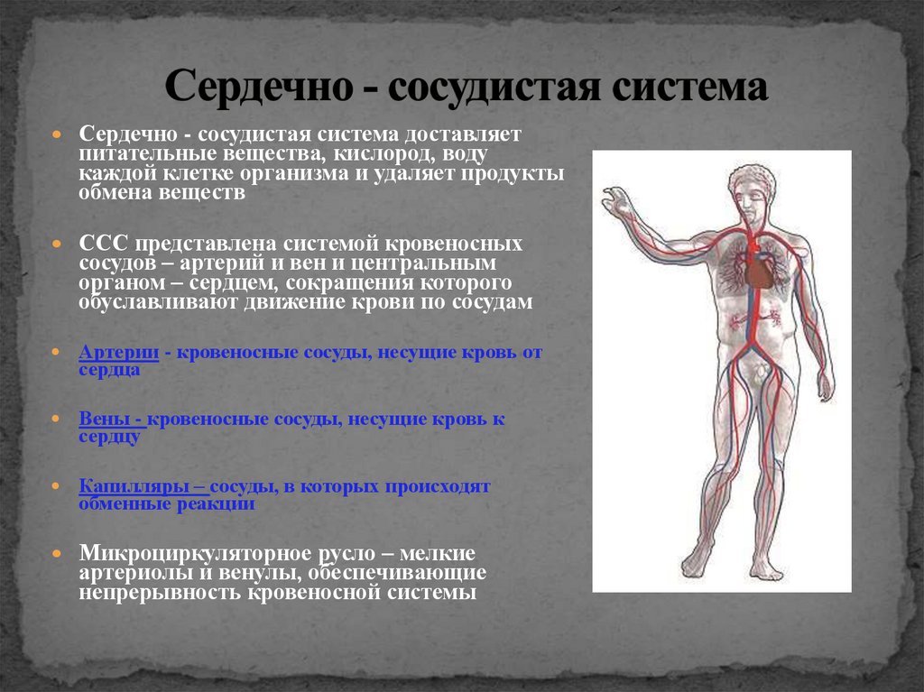 Сердечно - сосудистая система