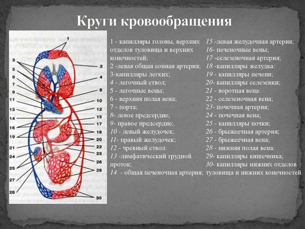 Круги кровообращения