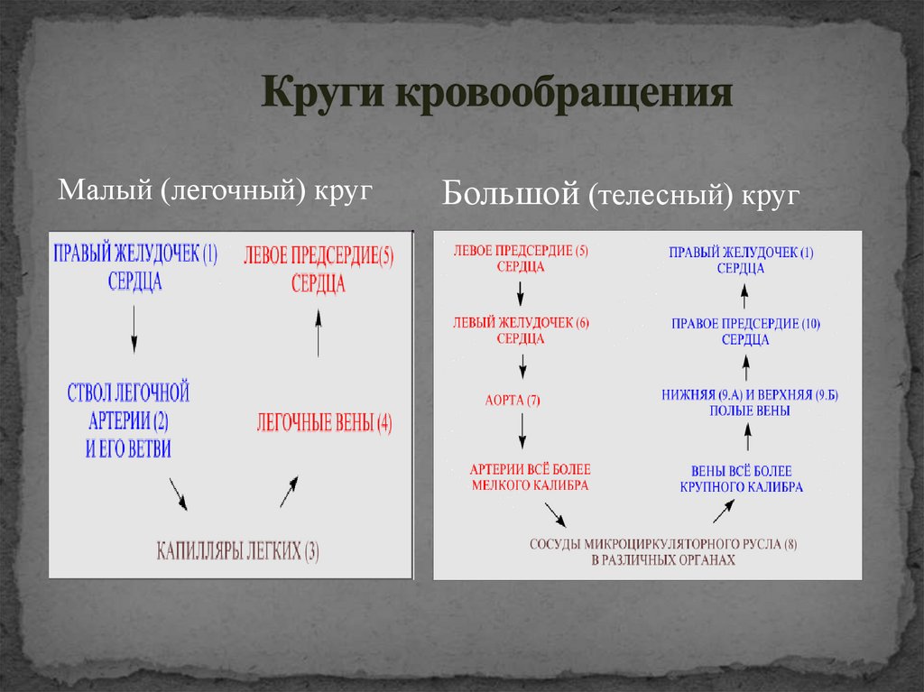 Круги кровообращения