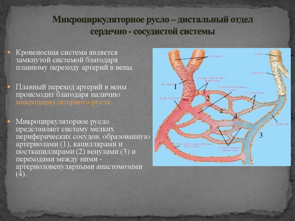 Микроциркуляторное русло – дистальный отдел сердечно - сосудистой системы