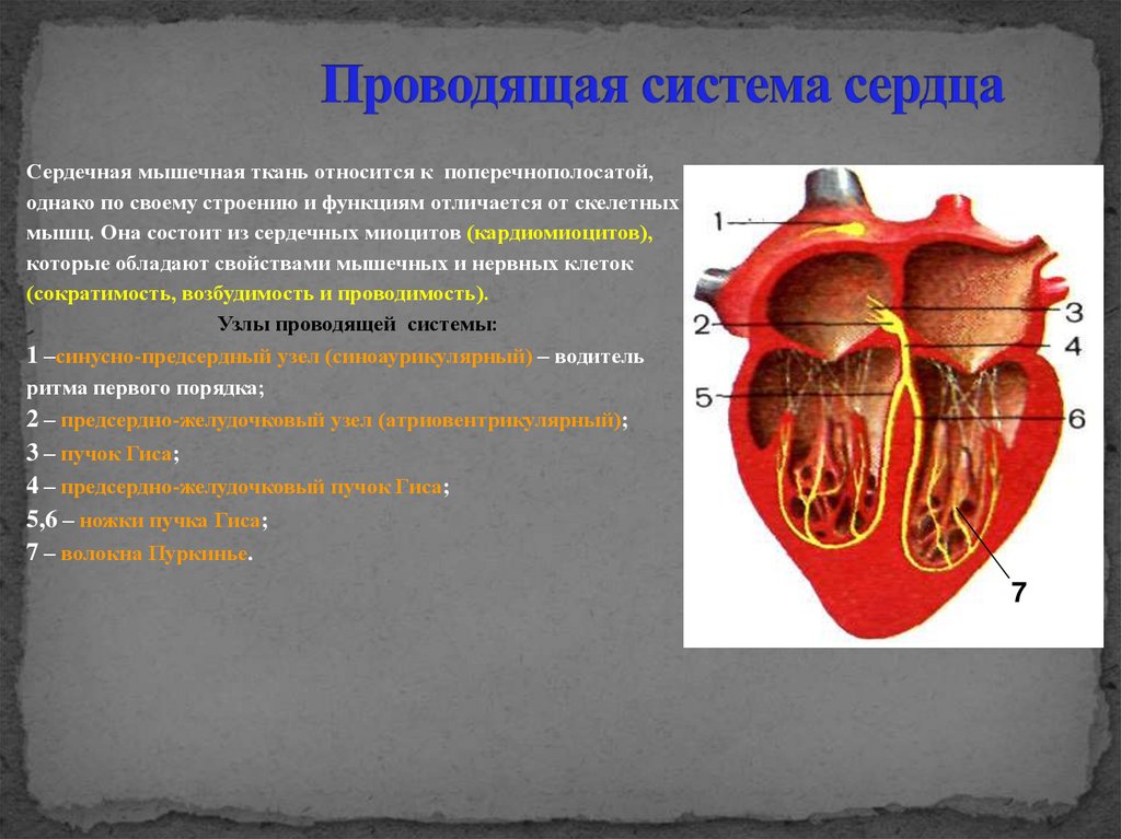 Проводящая система сердца