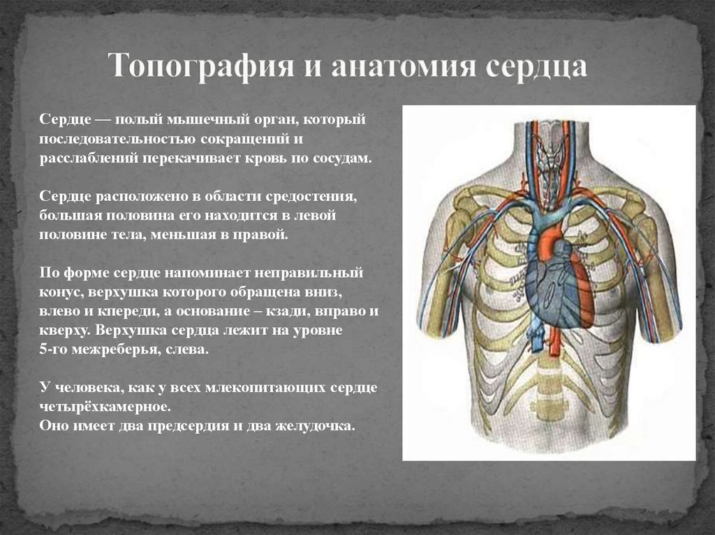 Топография и анатомия сердца