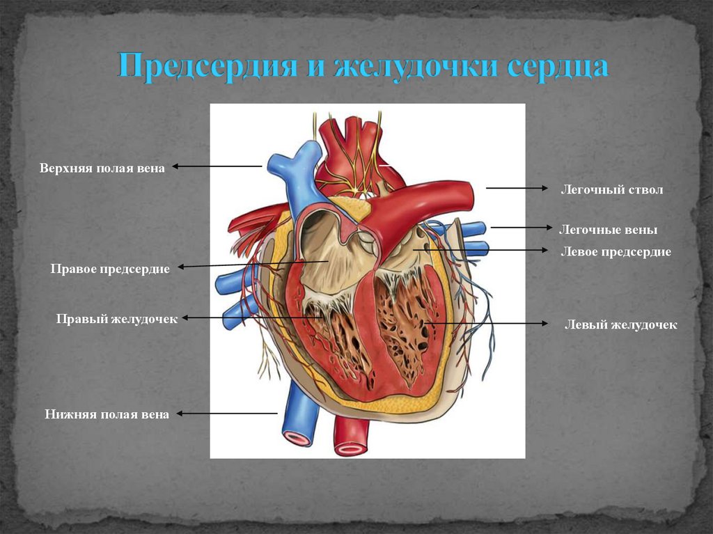 Предсердия и желудочки сердца