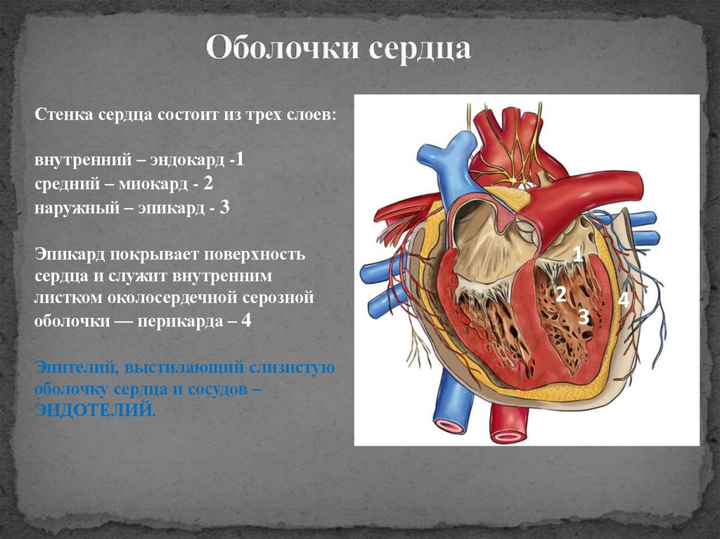 Оболочки сердца
