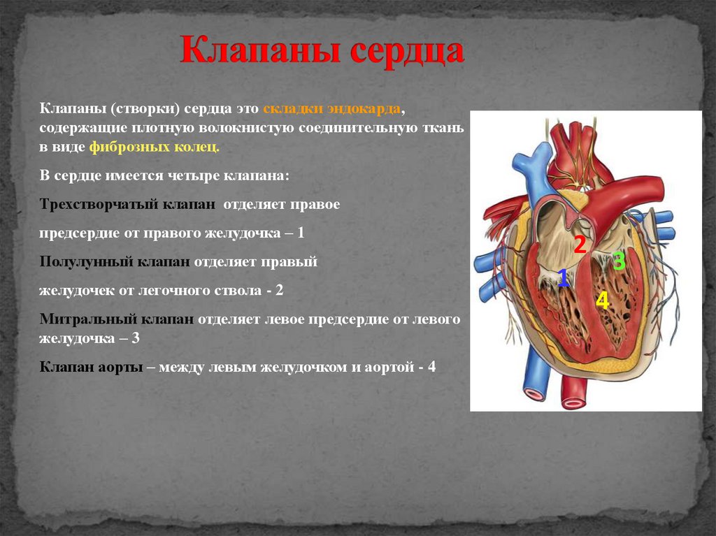 Клапаны сердца