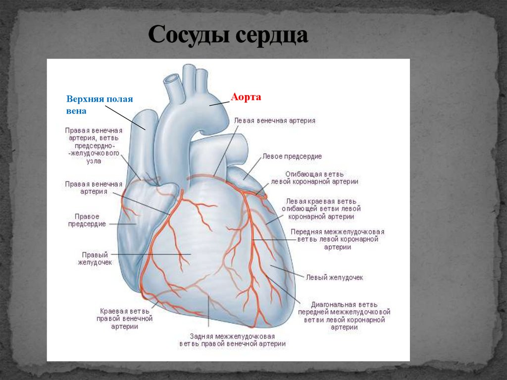 Сосуды сердца
