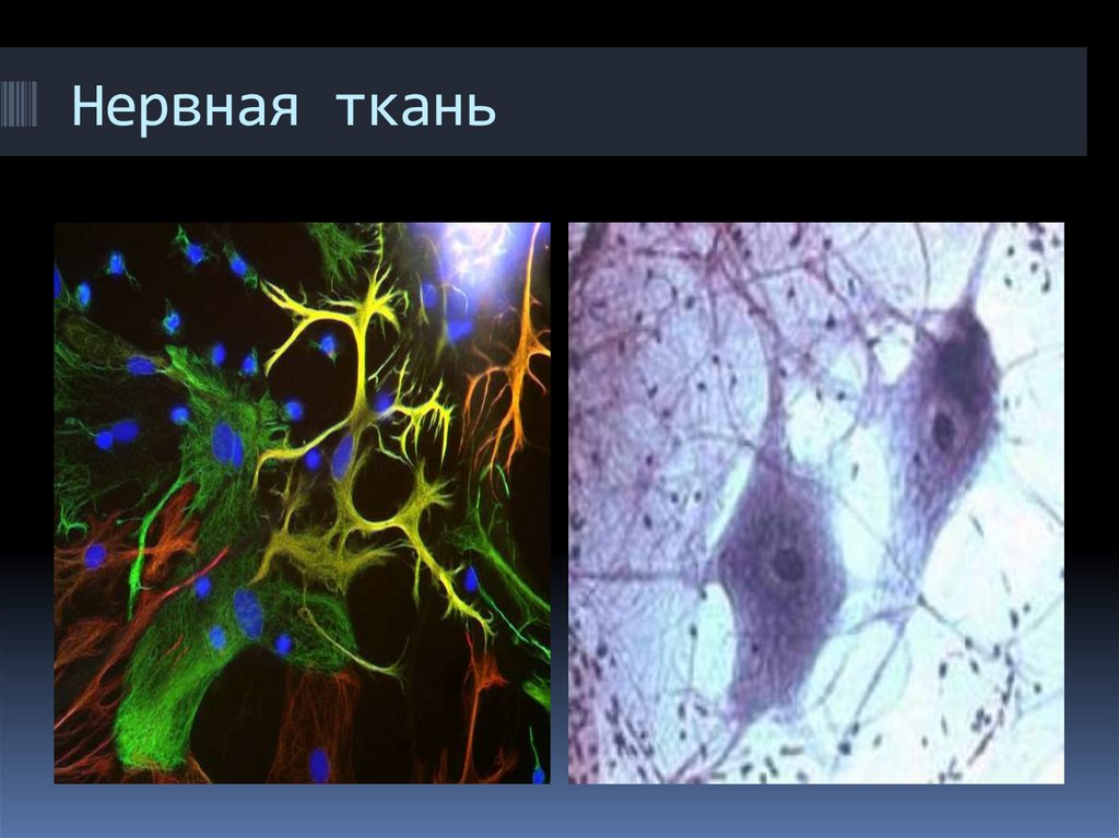 Нервная ткань