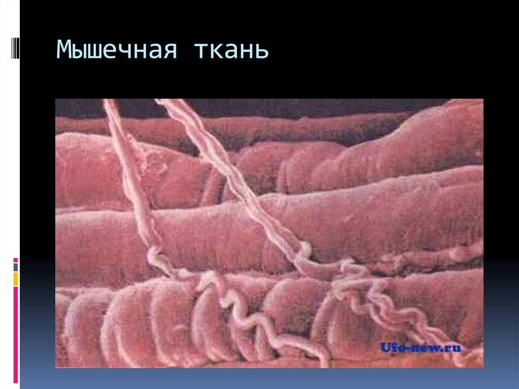 Мышечная ткань