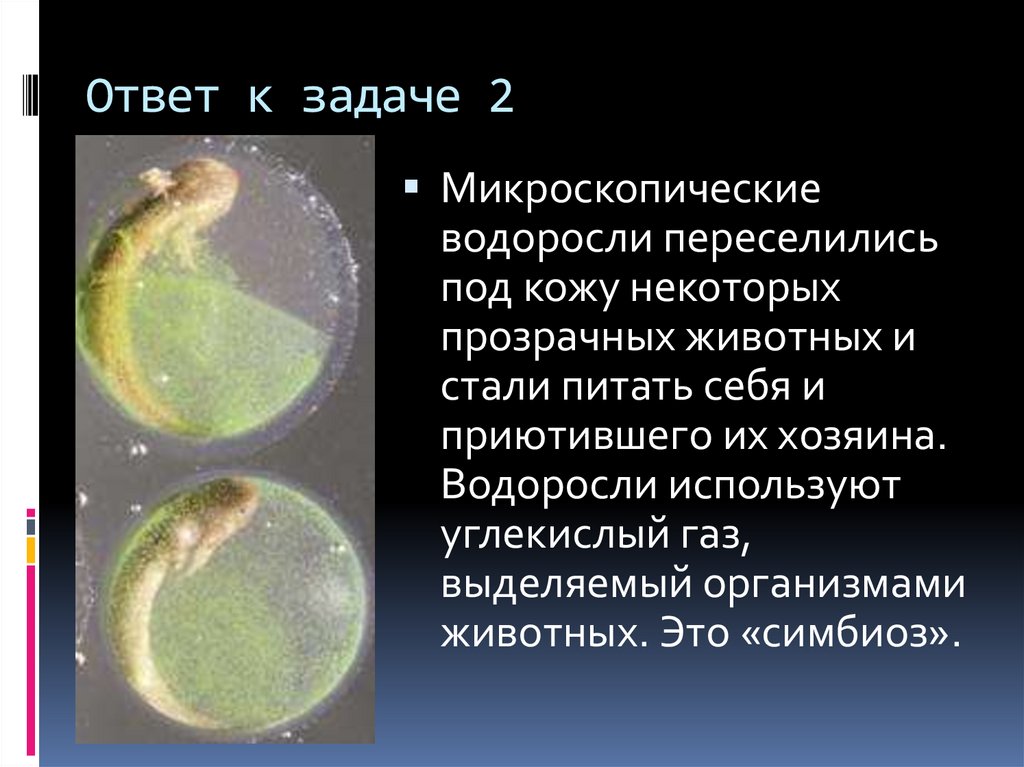 Ответ к задаче 2