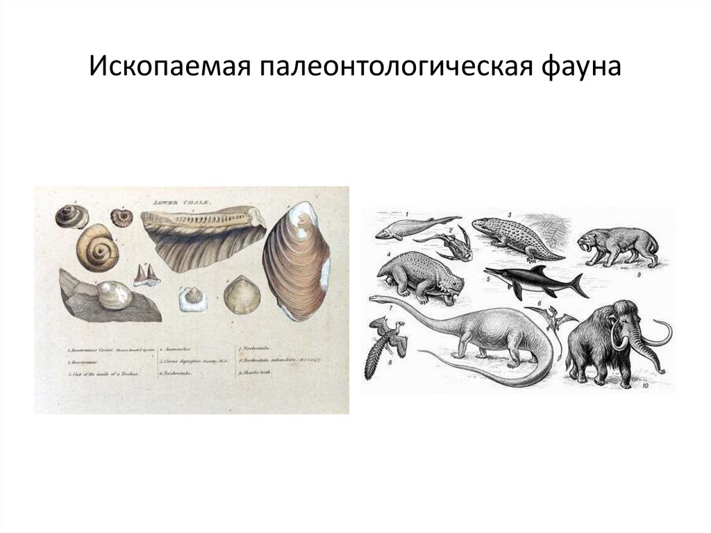 Ископаемая палеонтологическая фауна