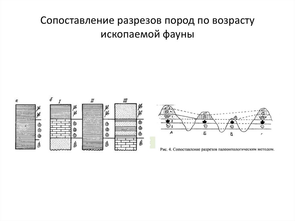 Сопоставление разрезов пород по возрасту ископаемой фауны