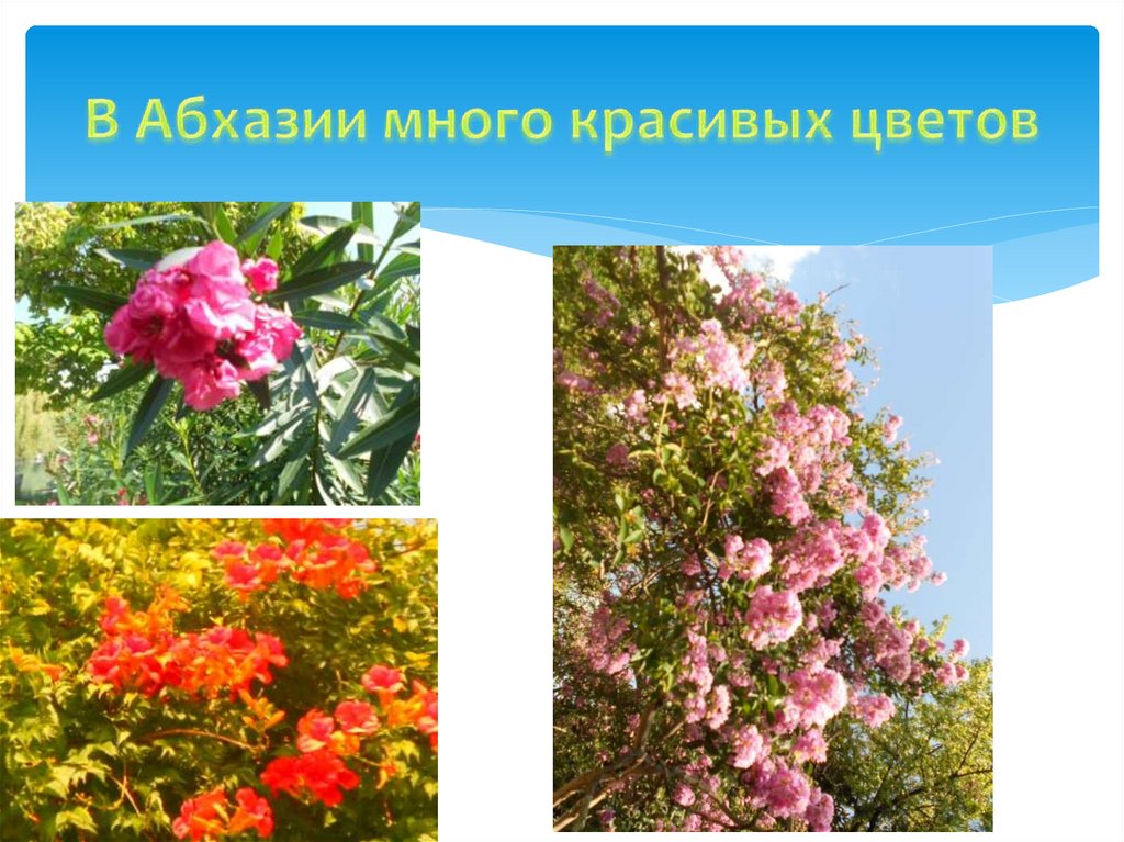 В Абхазии много красивых цветов