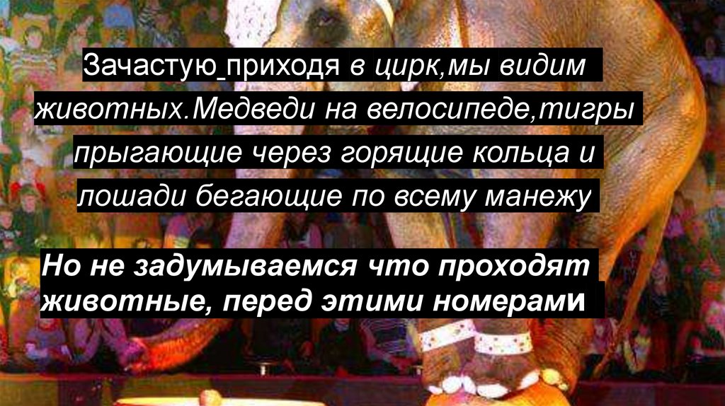 Но не задумываемся что проходят животные, перед этими номерами