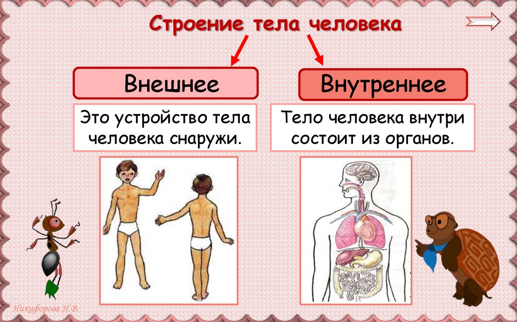 Строение тела человека