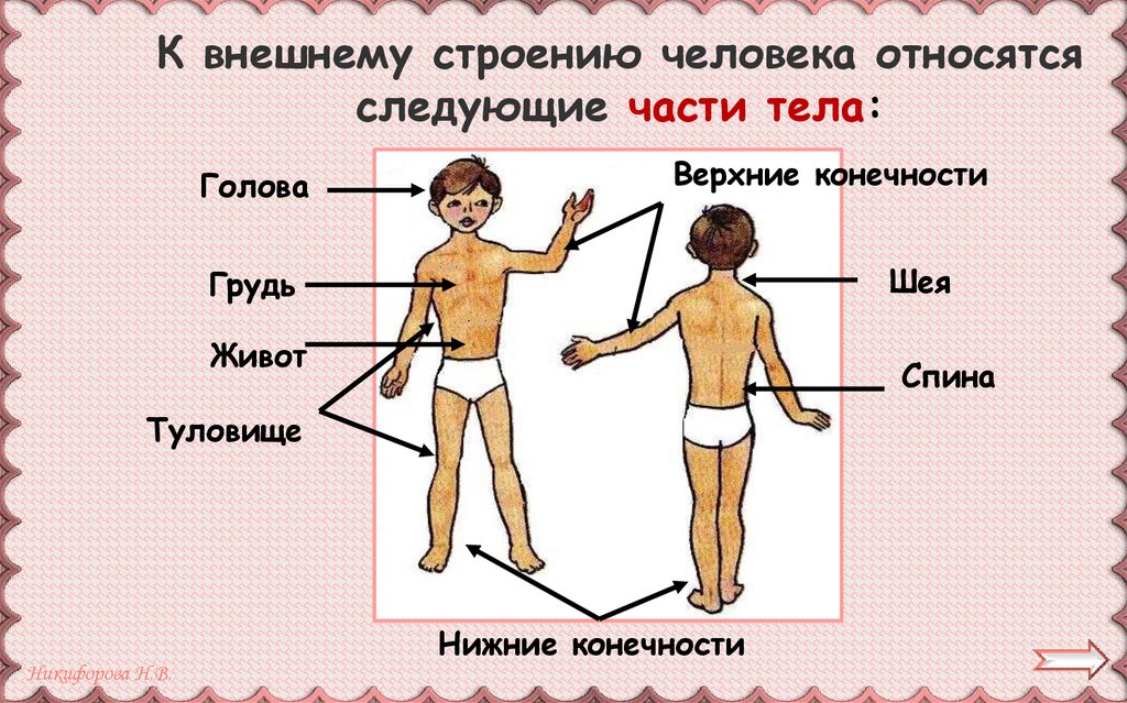 К внешнему строению человека относятся следующие части тела: