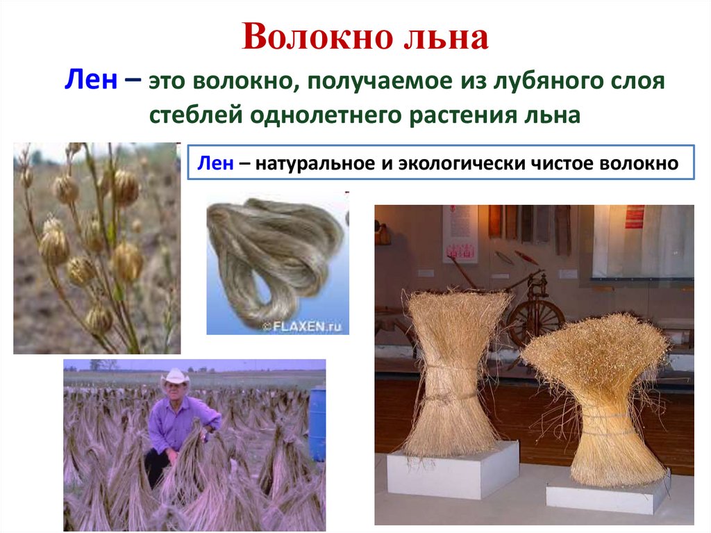 Волокно льна Лен – это волокно, получаемое из лубяного слоя стеблей однолетнего растения льна