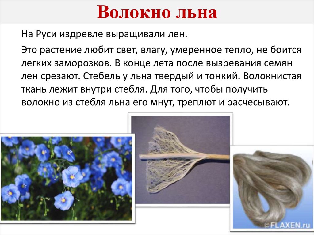 Волокно льна