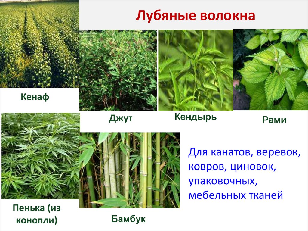 Лубяные волокна