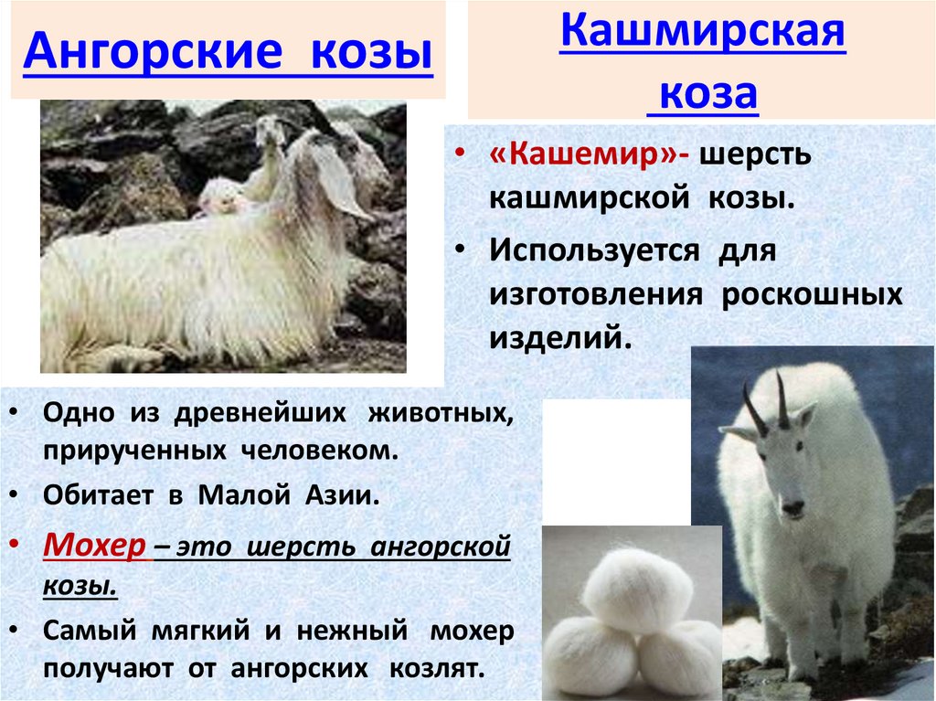 Ангорские козы