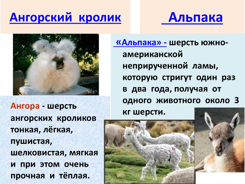 Ангорский кролик