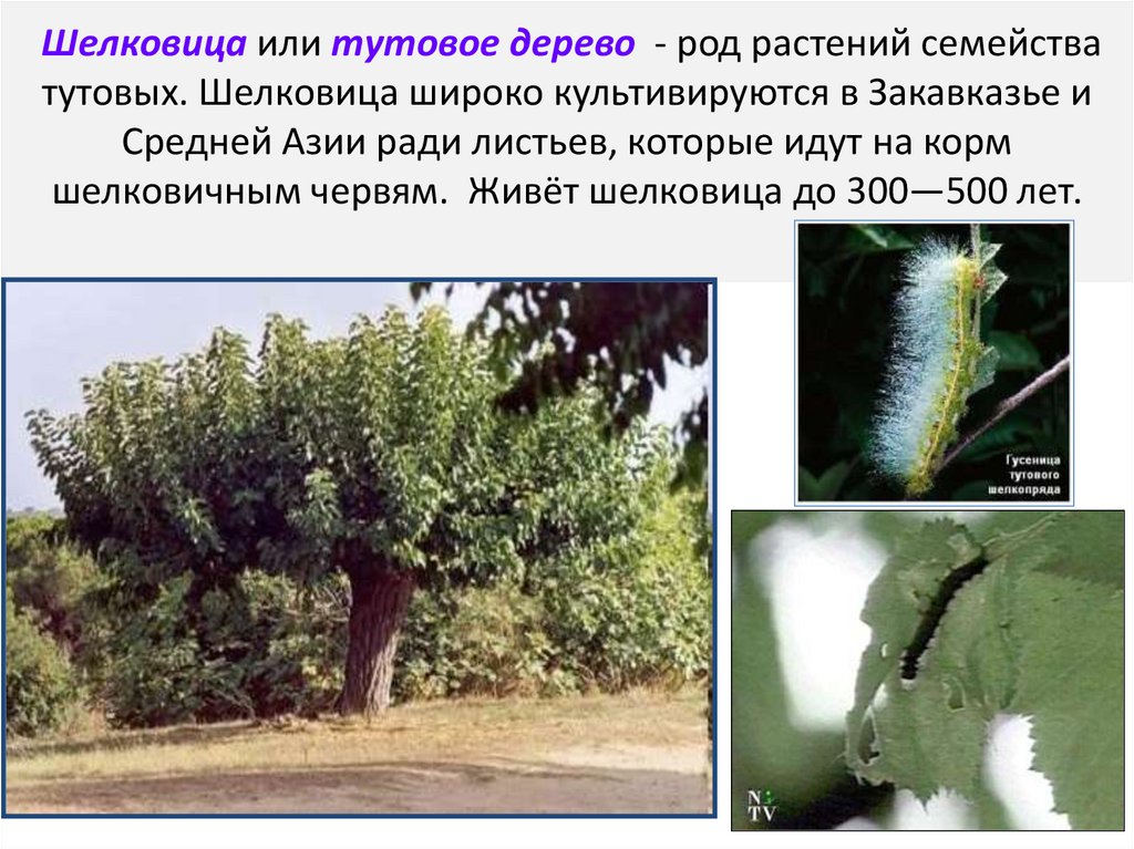 Шелковица или тутовое дерево - род растений семейства тутовых. Шелковица широко культивируются в Закавказье и Средней Азии ради